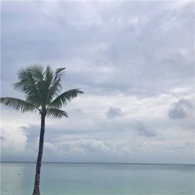 瑰雪黑阳手游下载